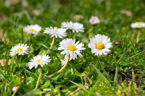 Baharda güneşli bir günde yeşil çimlerde beyaz papatyalar