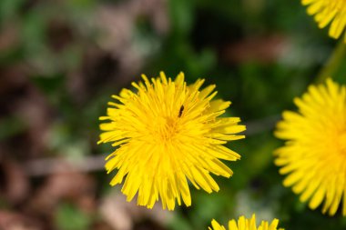 Bahar bahçesinde karınca olan sarı karahindiba çiçeği. Kapat..