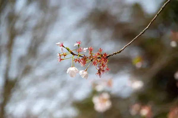 Bahar mevsiminde kiraz çiçekleri, çiçek açan sakura.