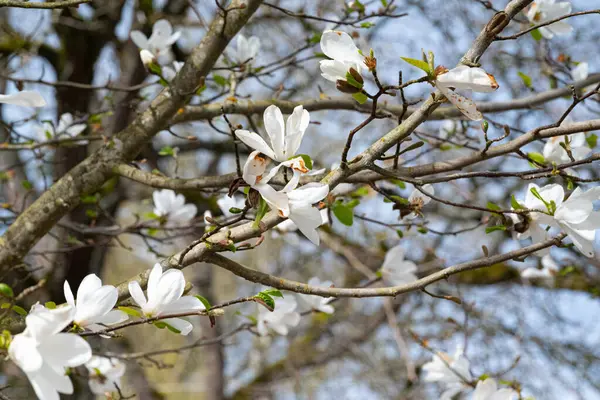 Bahar bahçesindeki bir ağaç dalında beyaz manolya çiçekleri.