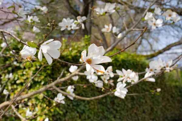 Güzel beyaz manolya çiçekleri baharda bir ağaç dalında.
