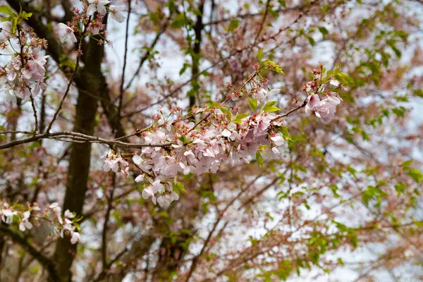 Bahar mevsiminde mavi gökyüzü arkaplanlı kiraz çiçeği sakura