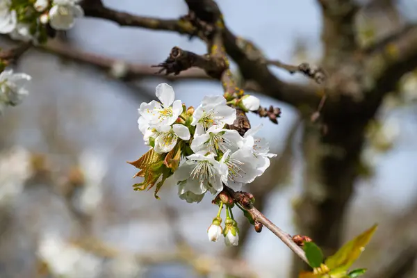 İlkbaharda kiraz çiçeği, beyaz çiçeklerin yakın çekimi