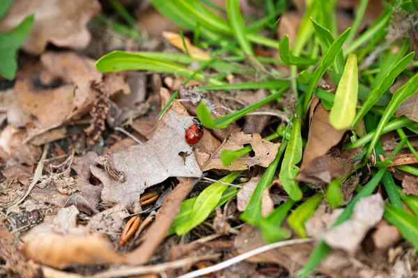 Ormanda yaprağın üzerinde uğur böceği. makro fotoğraf.
