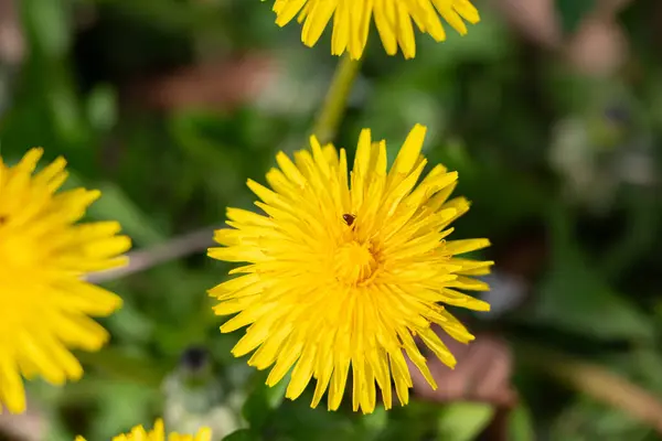 Yeşil çimlerde karınca arkaplanlı sarı karahindiba çiçeği. Kapat..