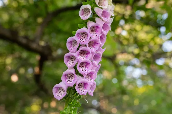 Yüksükotu (Digitalis purpurea) çiçek açmış