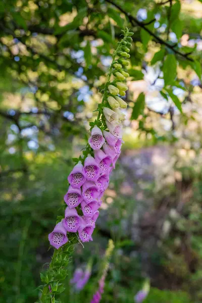 Yüksükotu çiçekleri (dijitalis purpurea)
