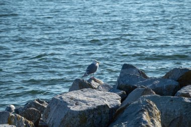 Yazın deniz kenarındaki bir kayanın üzerinde duran martı..