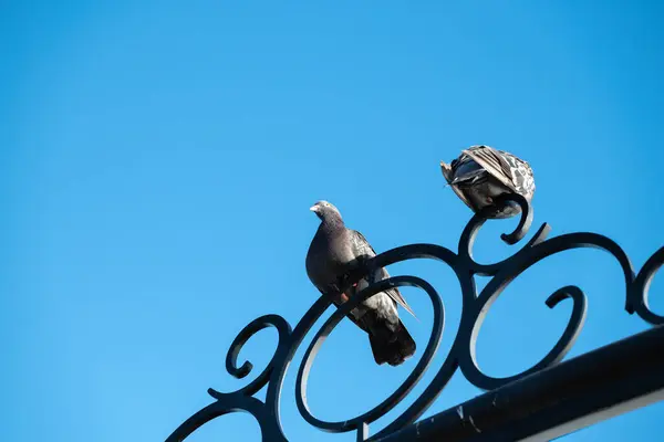 Güvercin mavi gökyüzüne karşı şehrin çitlerinde oturuyor.