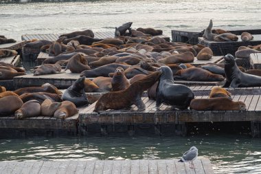 İki deniz aslanı San Francisco, California, ABD 'deki bir rıhtımda bir grup deniz aslanı ile savaşıyor..