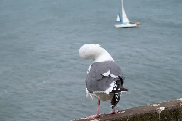 Binanın kenarında, bir martı denize bakarken başını sallıyor..
