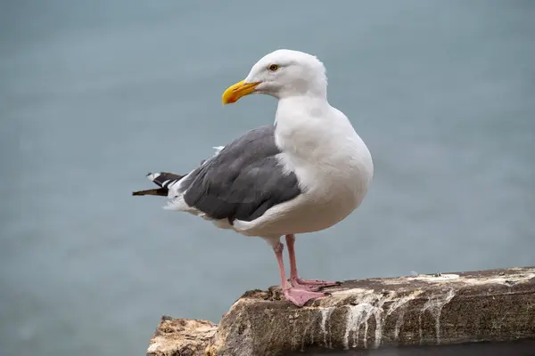Denizin arka planına bakan bir martı..