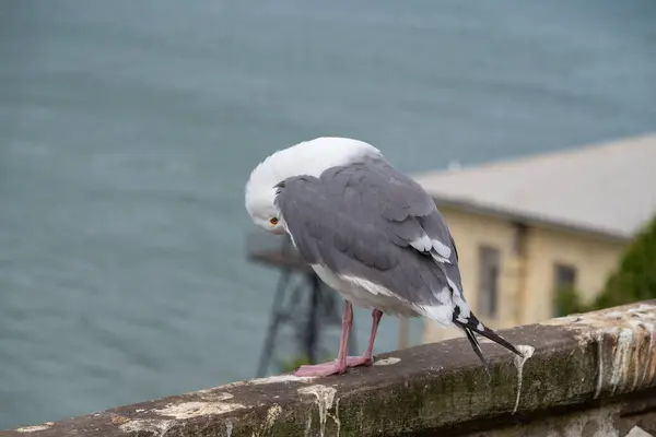Arka planda deniz olan bir duvarda duran martı.
