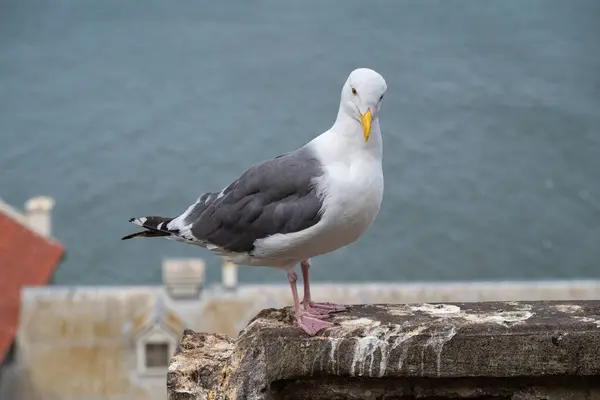 Arkasında deniz olan martı keskin bir şekilde ileriye bakıyor.