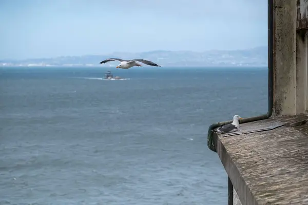 San Francisco, Kaliforniya 'da denizler üzerinde uçan martılar