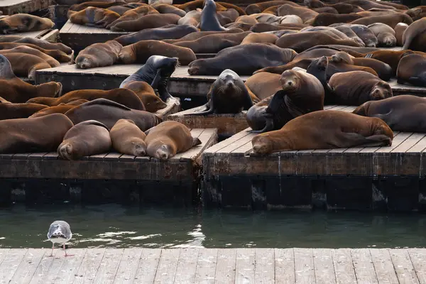 San Francisco, Kaliforniya 'daki bir rıhtımda dinlenen bir grup deniz aslanı.