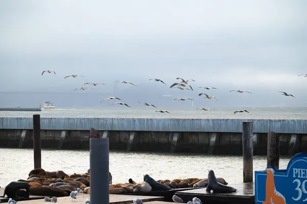 San Francisco 'daki iskelede deniz aslanları ve martılar.