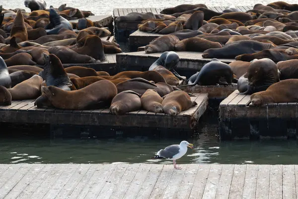 Uyuyan Deniz Aslanları, San Francisco, Kaliforniya, ABD.