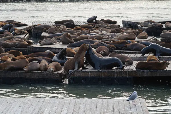 Deniz aslanları San Francisco, California, ABD 'deki rıhtımda pozisyon almak için savaşıyor.