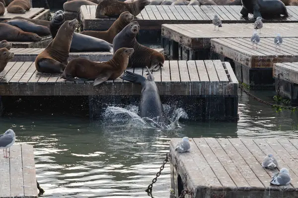 San Francisco, California, ABD 'deki bir rıhtımda bir grup deniz aslanı.