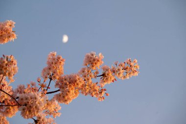 Baharda kiraz çiçeği, mavi gökyüzünde ay....