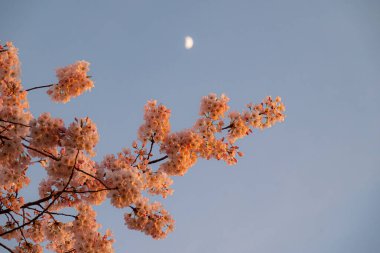 Mavi gökyüzünde kiraz çiçeği ve ay, Vancouver, Kanada.