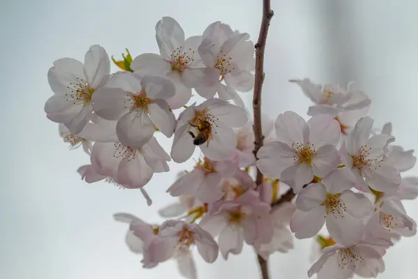 Vancouver Park 'ta arılarla kiraz çiçeği sakura