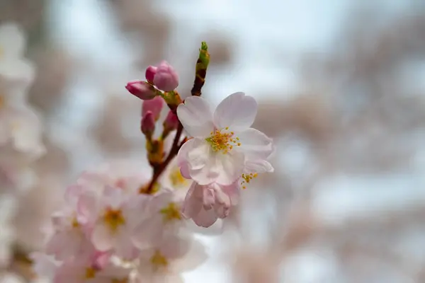 Bahar zamanı kiraz çiçeği sığ bir alan derinliğiyle.