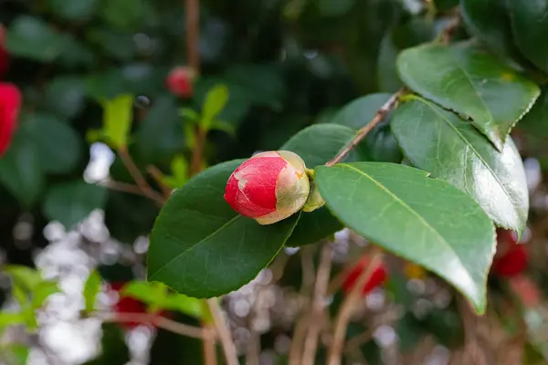 Kamelya japonica, yakın plan, Vancouver, Kanada