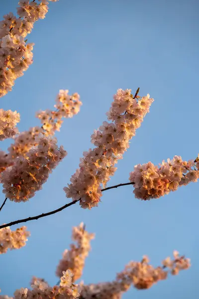 Bahar mevsiminde mavi gökyüzü arkaplanlı kiraz çiçeği sakura.