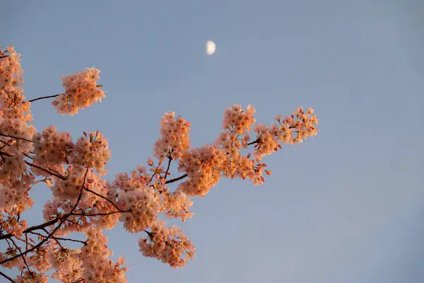 Mavi gökyüzünde kiraz çiçeği ve ay, Vancouver, Kanada.