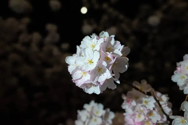 İlkbaharda ay ışığında kiraz çiçekleri açar. Yakın plan.