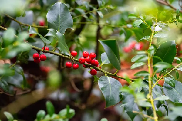 Ormandaki bir dalda kutsal böğürtlen, yakın plan.