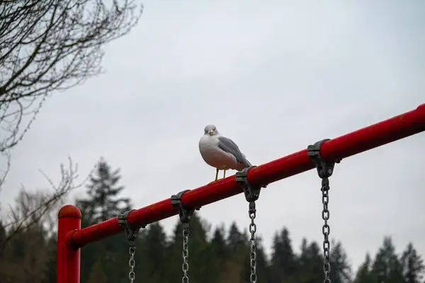 Martı kışın parkta bir çocuk parkında oturuyor..