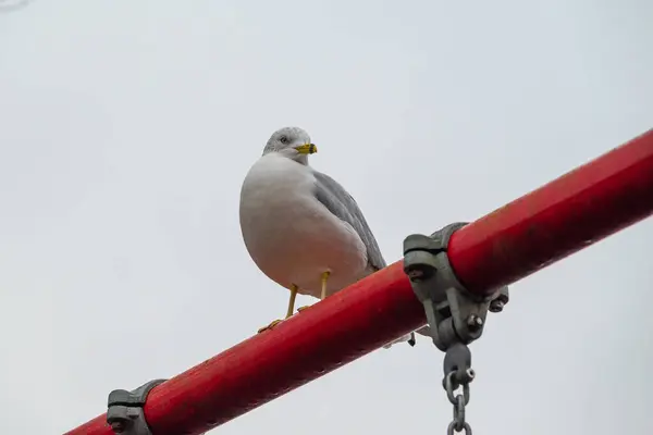 Arka planda zinciri olan kırmızı metal bir direkte martı..