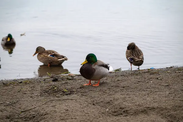 Mallard baharda bir gölün kıyısında ördek gibi ördek besliyor..