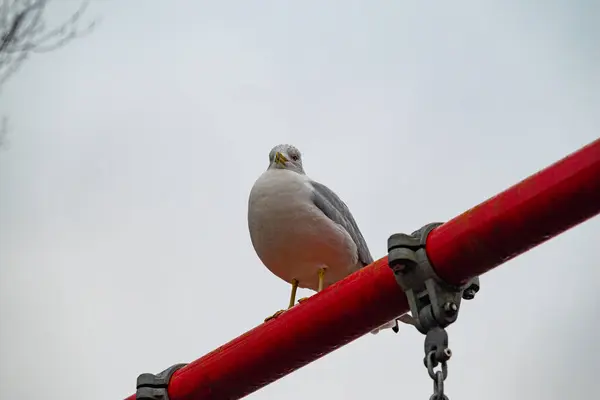 Gri gökyüzünün arka planında kırmızı bir ipte oturan martı..