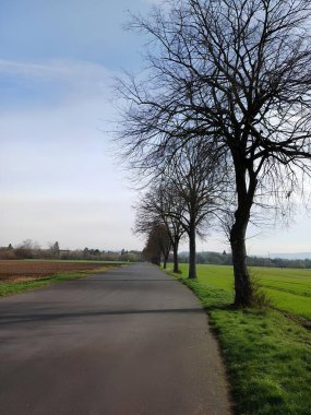 Dikey fotoğraf yolu yeşil ağaçlarla dolu