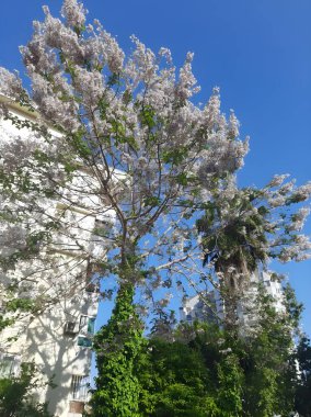 Tomurcuklanan Ağaçlar ve Modern Binalar Açık Gökyüzü Altında Baharın Neşe Yansımasını Yansıtıyor