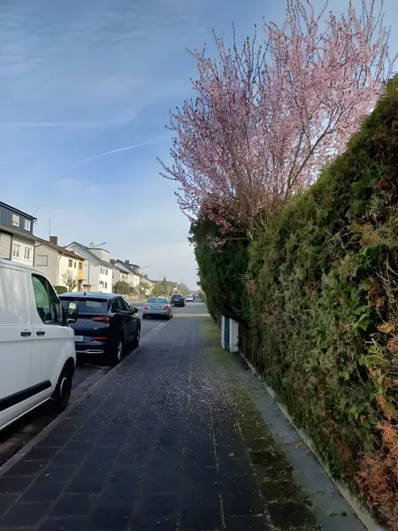 Mor yapraklı ağacın altında uzun bir sokak baharda çiçek açan bir ağaç ve sessiz bir sokak.