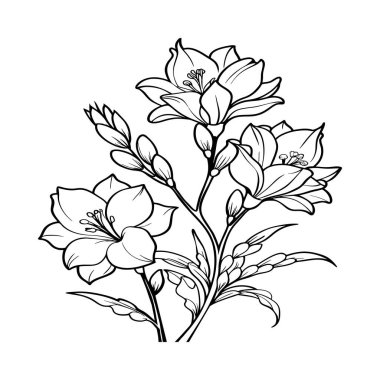 Freesia Çiçek Rengi Sayfası. Boyama kitabı için çiçek taslağı. Freesia Elysium çizgisi sanatı