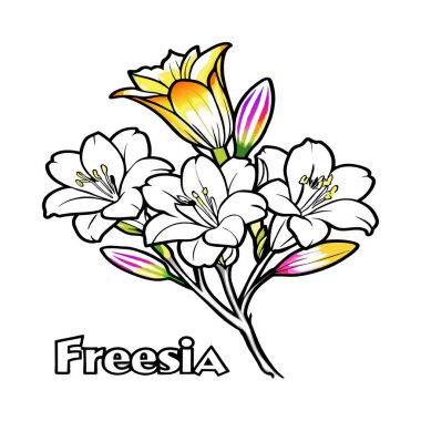 Freesia Çiçek Rengi Sayfası. Boyama kitabı için çiçek taslağı. Freesia Elysium çizgisi sanatı