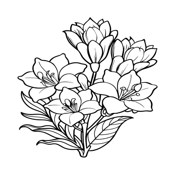Coloriage Fleurs Freesia Fleurs Contour Pour Livre Colorier Freesia Elysium — Image vectorielle