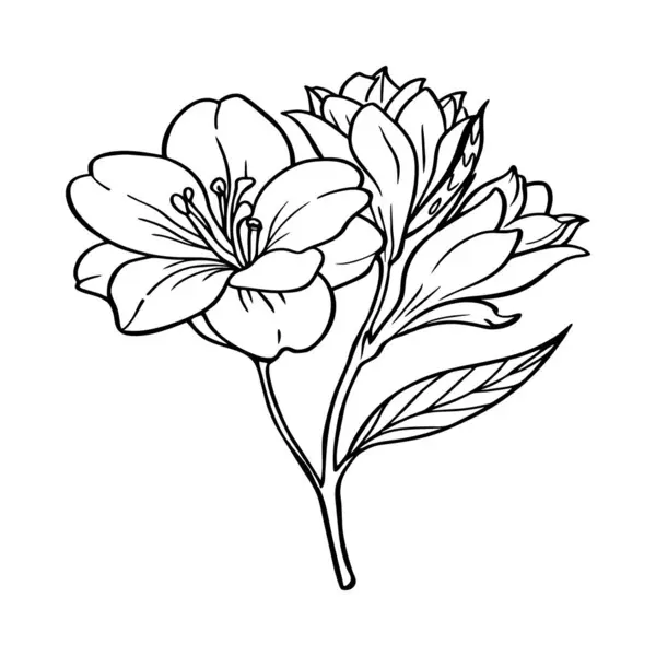 Coloriage Fleurs Freesia Fleurs Contour Pour Livre Colorier Freesia Elysium — Image vectorielle