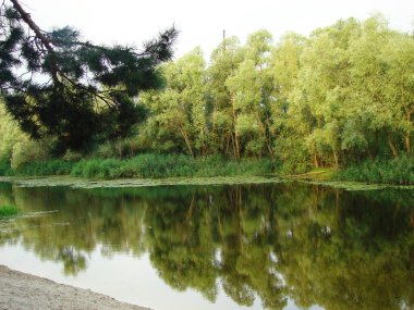        Yaz sabahında güzel bir göl                        