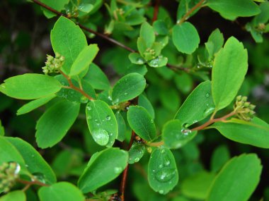 Yeşil yapraklara çiy damlaları düşer                          