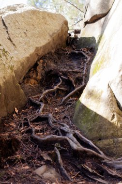 Ormandaki kumtaşı kayalıklarındaki ağaç kökleri, yaklaş.