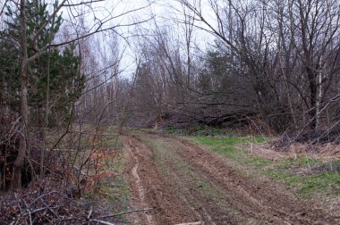 İlkbaharda ormandaki bataklık toprak yol