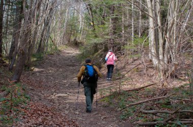 Yürüyüşçüler ormanın turistik rotasına tırmanır.