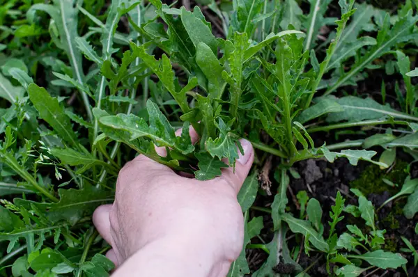 woman hand picking fresh arugula leaves from the garden bed.